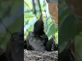 Robin Babies Birds💏 #short #pets