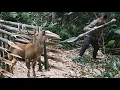 Download Lagu feral goat detection, skills, trapping, survival in the rainy season, wild survival alone