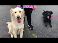 Mix Bella l Awesome Transformation l Best Dog Trainer Clarksville