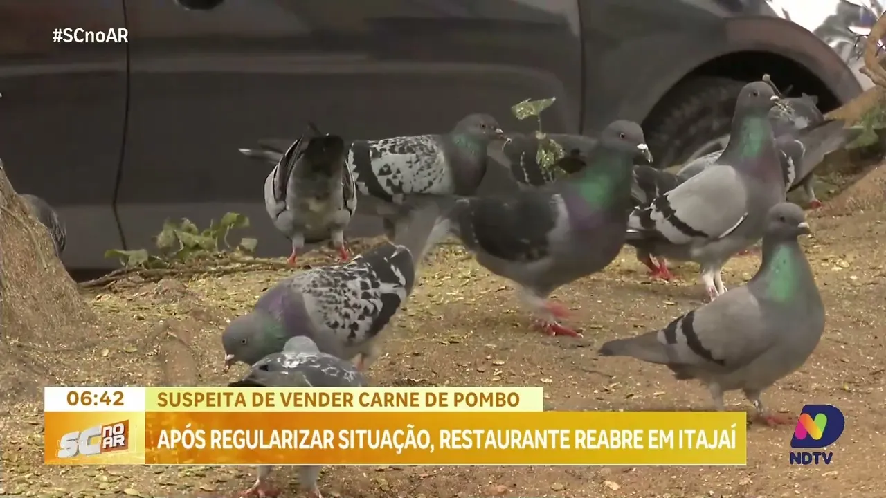 Suspeita de vender carne de pombo: após regularizar situação, restaurante reabre em Itajaí