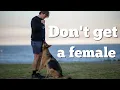 5 things to know before getting a female German Shepherd