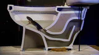 See How Easily a Rat Can Wriggle Up Your Toilet National Geographic