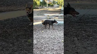 !  #fyp #dream #doberman #pets #youtube