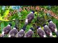 Download Lagu suara burung kutilang kejepit