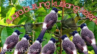 suara burung kutilang kejepit