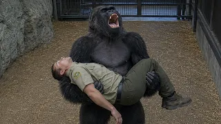 Gorilla Saved His Caretaker's Life 🥹❤️