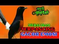 Lagu PANCINGAN PAGI-PAGI AGAR MURAI GACOR❗❗ MURAI DIAM PASTI NYAUT EMOSI❗❗❗