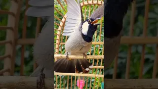 طك جنح بلبل وحشي اشتراك لايك العراق بلابل 