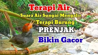 Download Terapi Air | Terapi Burung Prenjak Kepala Merah Stres Macet Bunyi | Suara Prenjak Jantan Ampuh MP3