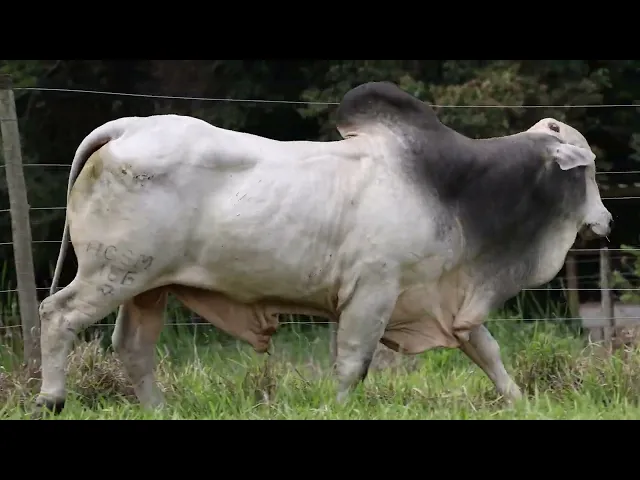 Touro Nelore ACSM - 186