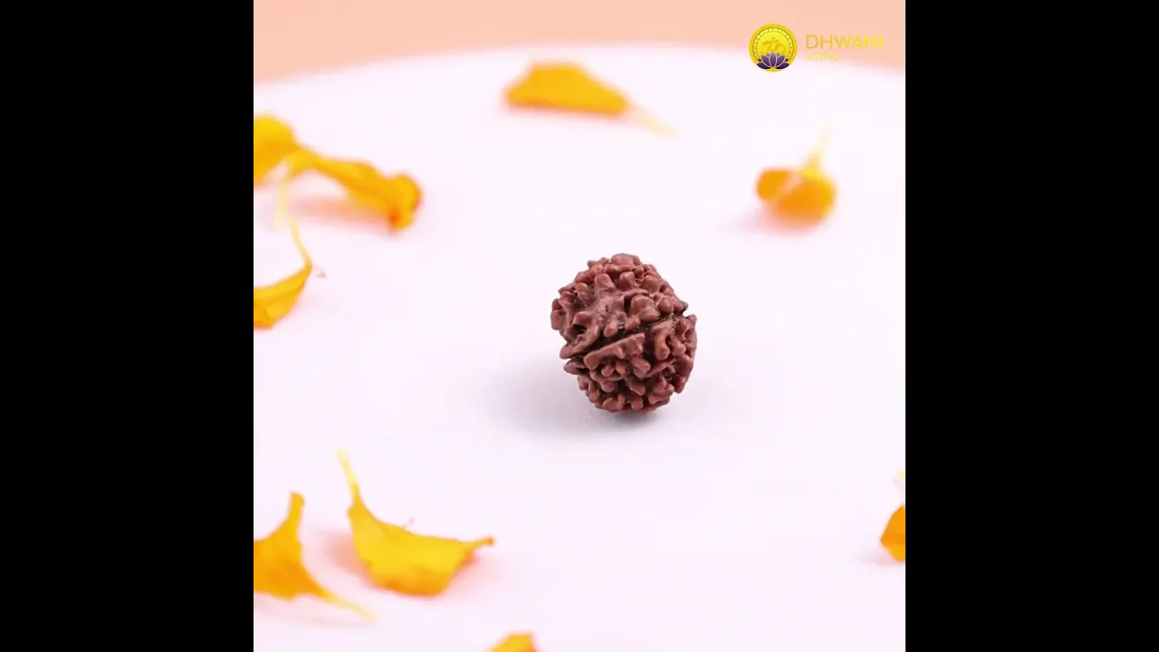 Nepali 12 Mukhi Rudraksha (Twelve-Faced)