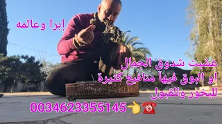 عشبت وبدور شدوق الجمل او البوق فيها منافيع كتيرة 0034623355145 