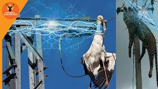 Download Death by electrocution - when animals get electrocuted to death - a bird disappeared less second MP3