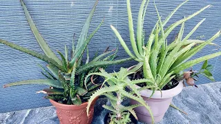 Download Ek Aisa plant Jo har Ghar mein hona chahie//All about aloevera plant/medicinal and cosmetic value MP3