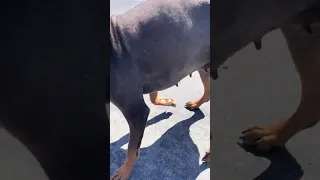 #fypシ #Fyp #Dream #doberman #pets
