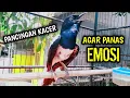 Download Lagu PANCINGAN KACER AGAR PANAS EMOSI CEPAT ON !! PANCINGAN KACER GACOR PASTI NYAUT AMPUH.