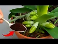 Download Lagu 200 keer sterker dan knoflook! De zwakste orchidee wordt direct sterk en bloeit.