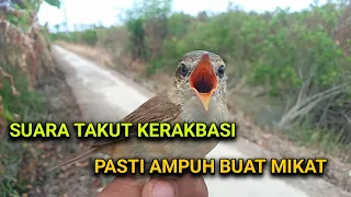 Download Suara pikat kerakbasi takut bikin burung liar kepo sama pikat MP3