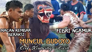 aksi macan kembar macan macanan seni barong muncul budoyo mberan lor live kluncing licin