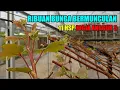 Download Lagu RIBUAN BUNGA BERMUNCULAN SETELAH PRUNING