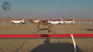 لهايب حمدان بن سيف بن سالم الدرعي ميدان سيح العراد 