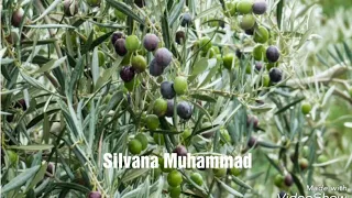 Efrîna Min عفرينامن افينامن Afrin 