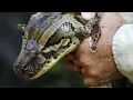 How dangerous are a Burmese python Why are Burmese pythons a problem What do Burmese pythons eat
