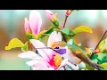 Download Lagu Tranquil Tunes: Nervous System Relaxation and Heart Healing