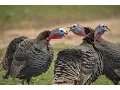 Dealing With Gobblers That Won t Come To Calls