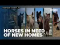 7 horses in need of a new home