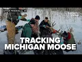 Researchers launch new moose survey as Michigan population falls from 426 to about 300