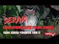 Download Lagu SUARA HANTU SERAM - SUARA BURUNG HANTU PALING JERNIH ‼️COCOK UNTUK PENGANTAR TIDUR DI MALAM HARI ‼️