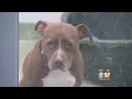 These Dogs Need YOU Dallas Animal Services At Capacity