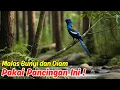 Download Lagu Masteran Murai Batu Full Isian Suara Pancingan Gacor!