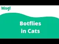 Botflies in Cats Wag