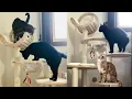 UNBOXING REVIEW OF BUILDING BLOCK CAT TREE by HAPPY POLLY