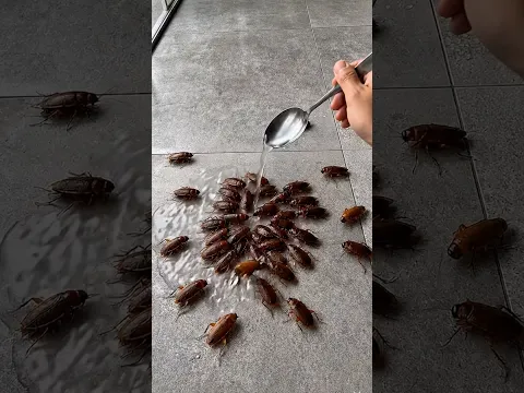 بمعلقة واحده بس اختراع فظيع 🤔الف تحيه لصاحبه الفكره الرهيبه  الممتازة دي نفذيها👌قبل #العيد #ريلزات