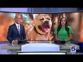 Humane Society of Harlingen at capacity