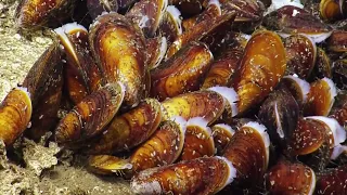 Deep Sea Footage: Massive Mussel Bed Discovery  - Nautilus Live