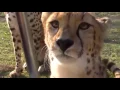 Lagu Meowing cheetahs