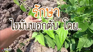 อาการแรกเริ่มของภาวะไขมันพอกตับคืออะไร และมีลักษณะอย่างไร