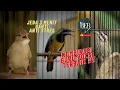 Download Lagu KOMBINASI GURU VOCAL TERBAIK❗️KATEM CUNGKOK PELATUK MASTERAN TERBAIK JEDA 3 MENIT GANTI MATERI❗️
