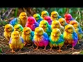 Lagu World Cute Chickens, Colorful Chickens, Rainbows Chickens, Cute Ducks, Cat, Rabbit, Cute Animals