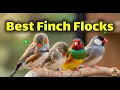 Which Finches Can You Raise in a Flock Ultimate Finch Compatibility Guide