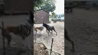 🐾💜#fyp #doberman #dream #pets #youtube