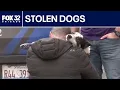 Van full of dogs stolen in Chicago recovered 1 arrested