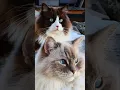 Download Lagu Worlds Most Adorable \u0026 Photogenic Fluffy Cats ✨️🔥