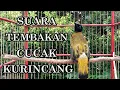 Lagu SUARA TEMBAKAN CUCAK KURINCANG UNTUK PANCINGAN