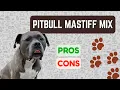 Pitbull Mastiff Mix IMPOSING Yet Protective PRO S CON S