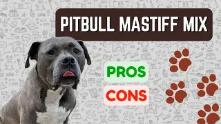 Pitbull Mastiff Mix IMPOSING Yet Protective PRO S CON S